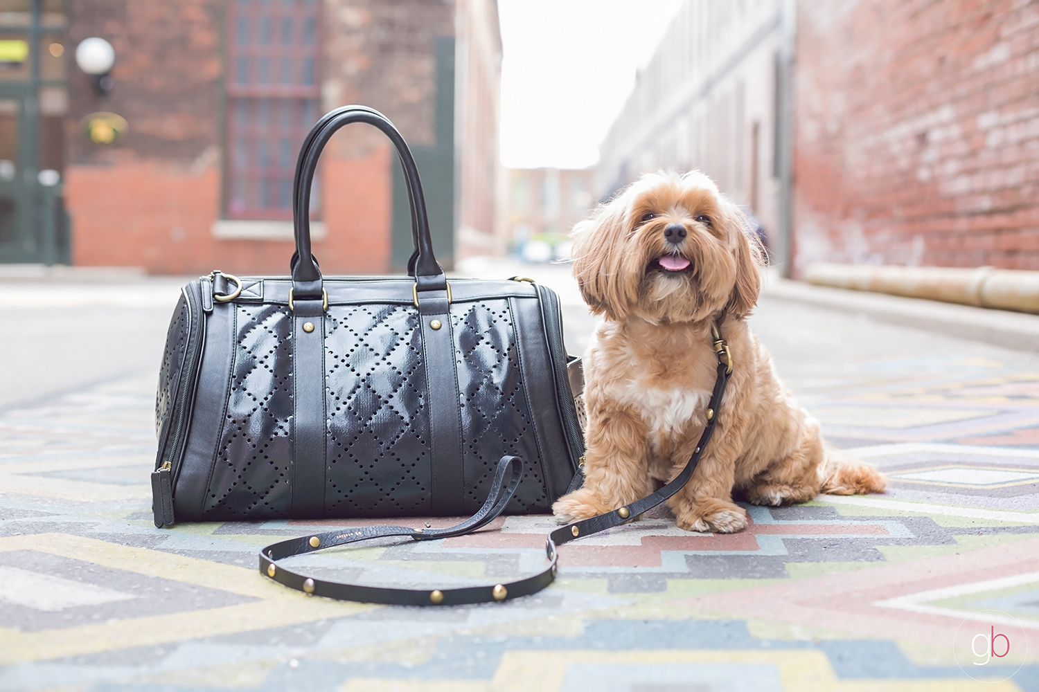 toronto dog photographer