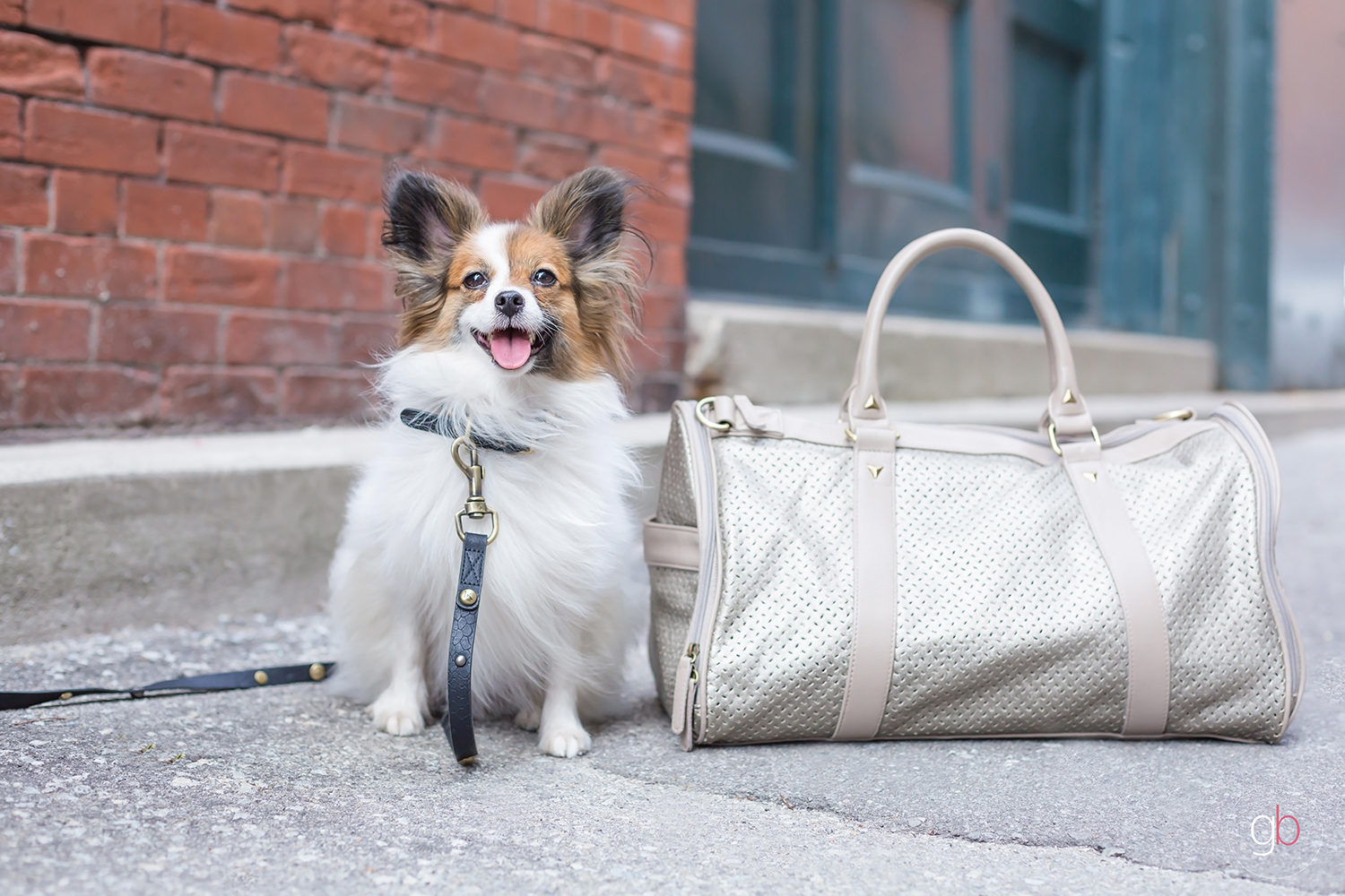 toronto pet photography